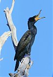 Great Cormorant